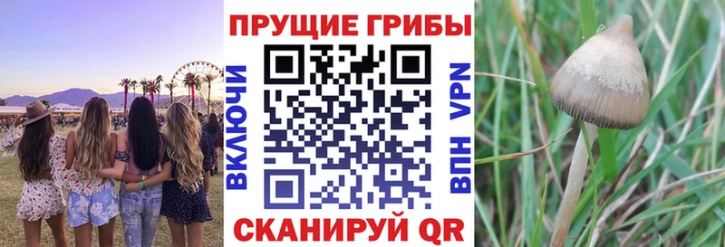 наркотики  Руза  Галлюциногенные грибы Psilocybe 